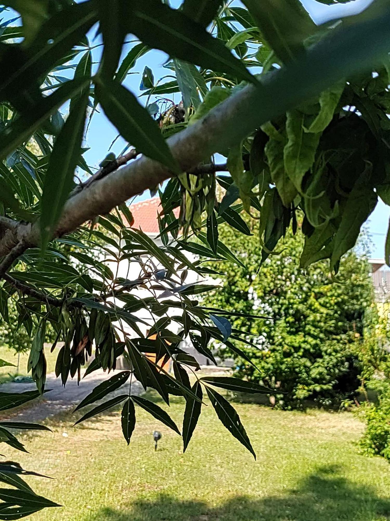Anna - Austrian In Marchfeld Im Weinviertel *